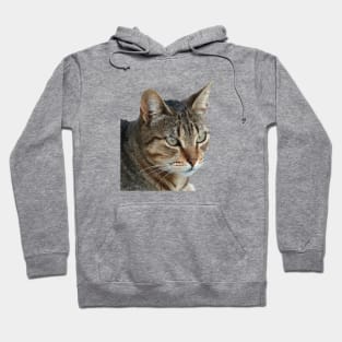 Stunning Tabby Cat Close Up Portrait Vector Isolated Hoodie